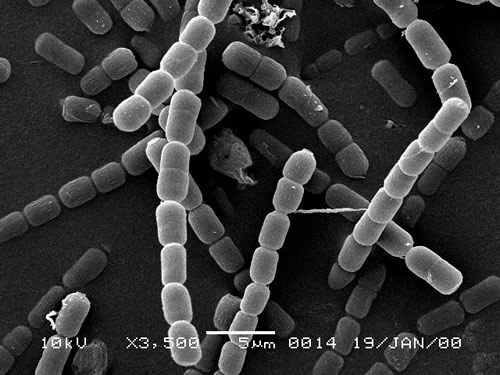 Anabaena Filaments