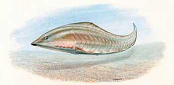 Haikouichthys