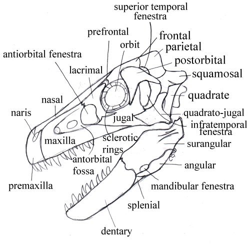 Dinosaur Braincase Anatomy