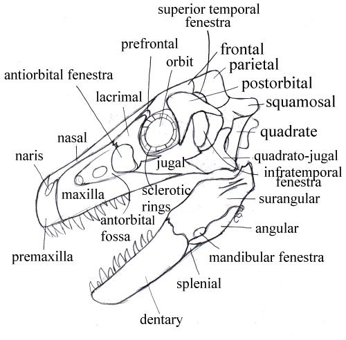 dinosaur skull bones