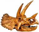 Triceratops Horns