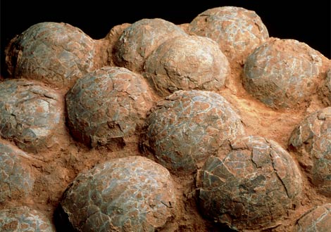 Dinosaur Eggs