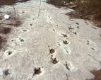 Dinosaur Trackways