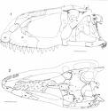 Abelisaurus Cranium - Abelisauridae Dinosaur Classification