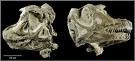 Abydosaurus mcintoshi Skulls -  New Dinosaur Discovery