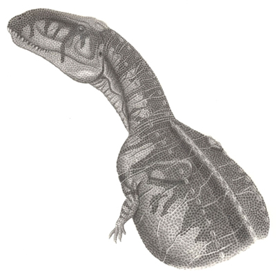 Abelisaurus comahuensis