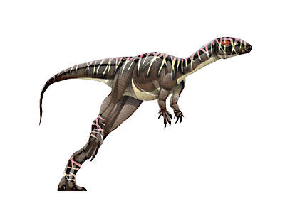 Agilisaurus louderbacki