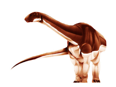 Algoasaurus bauri