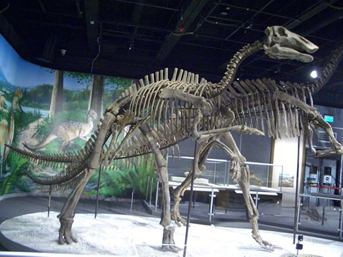 Bactrosaurus Dinosaur Skeleton - Dinosaur List A