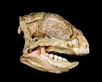 Bagaceratops skull