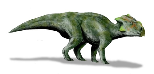 Bagaceratops Rozhdestvensky.