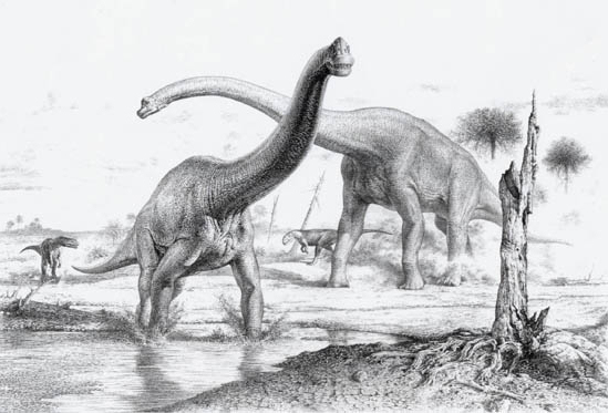 B rachiosaurus altithorax