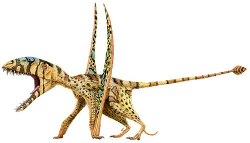 Dimorphodon weintraubi 