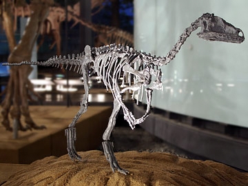 Eoraptor Dinosaur Skeleton