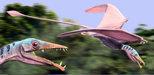 Eudimorphodon