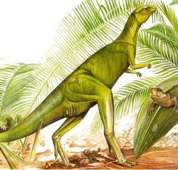 Fabrosaurus Dinosaur 
