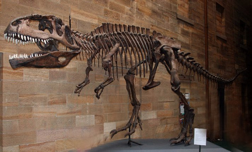 Giganotosaurus carolinii Dinosaur Skeleton