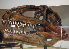 Giganotosaurus carolinii Sku;;
