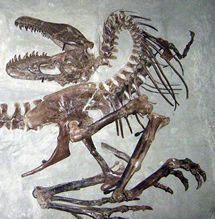Gorgosaurus libratus Skeleton