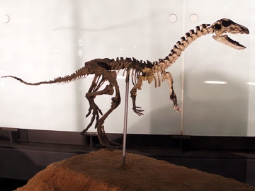 Hypsilophodon  Dinosaur Skeleton