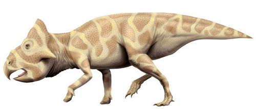 Leptoceratops Skeleton