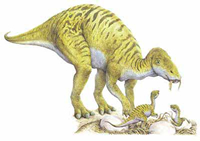 Maiasaura peeblesorum 