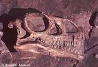 Massospondylus carinatus Skull
