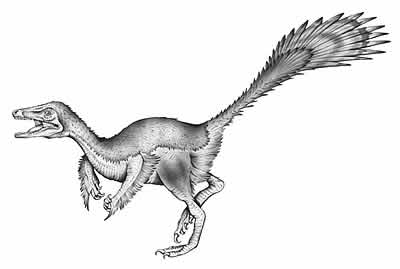 Microraptor zhaoianus