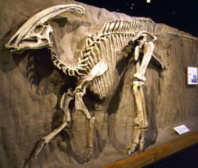 Parasaurolophus Dinosaur Skeleton