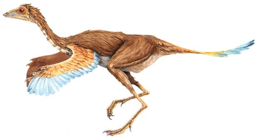 Protarchaeopteryx robusta