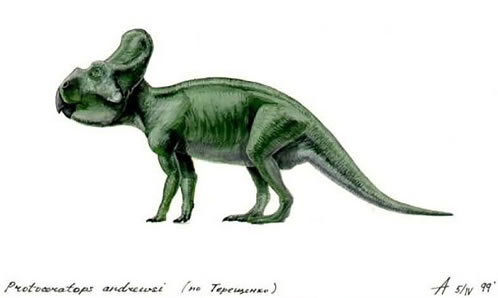 Protoceratops andrewsi