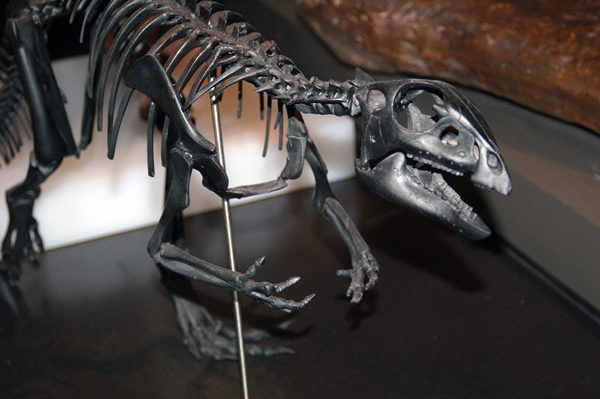 Qantassaurus  Dinosaur Skeleton