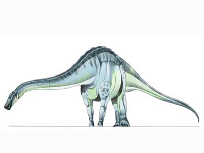 Quaesitosaurus orientalis