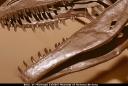 Allosaurus fragilis Serrated Teeth