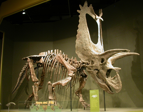 Torosaurus Dinosaur Skeleton
