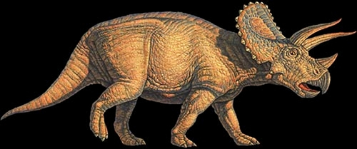 Triceratops horridus