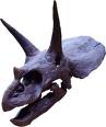 Triceratops horns