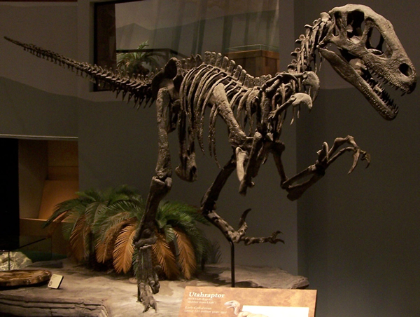 Utahraptor Dinosaur Skeleton