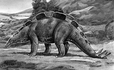 Wuerhosaurus Dinosaur 