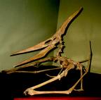 Pteranodon