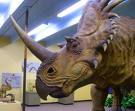 Natural History Museum Dinosaur Display