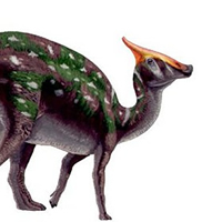 Saurolophus angustirostris