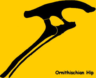 Ornithischian Dinosaur Hip