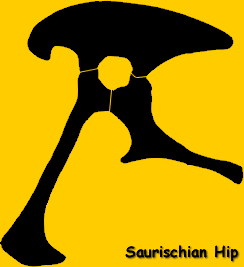 Saurischian Dinosaur Hip