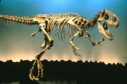 Afrovenator Dinosaur Skeleton - Dinosaur List A