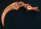 Deinonychus Claw