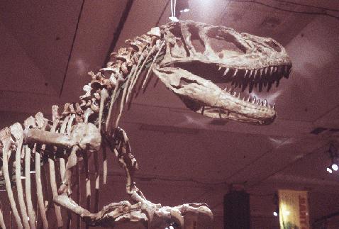 Yangchuanosaurus Dinosaur Skeleton