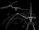 Pterosaurs wing structure